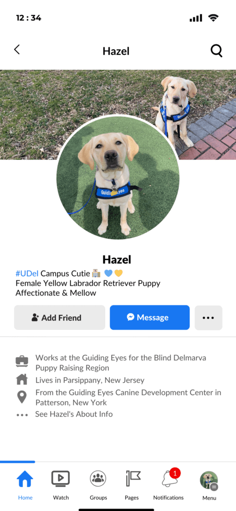 Yellow lab Hazel's Facebark page imitating the look of a Facebook page