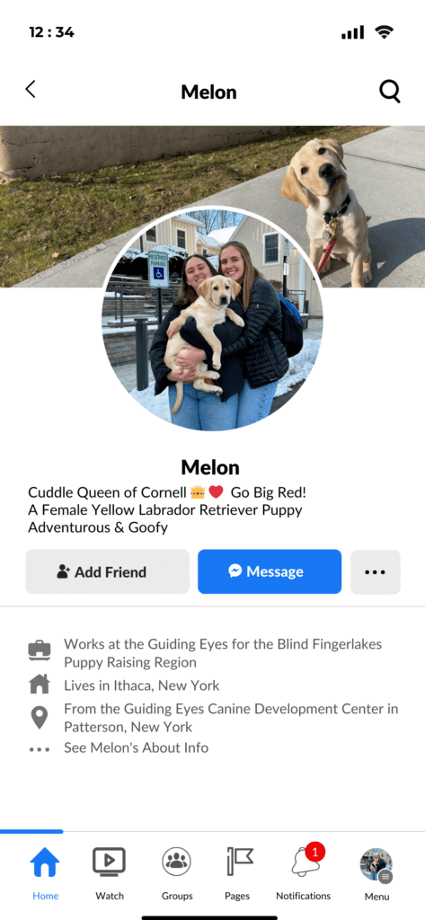 Screenshot of a Facebook profile of Melon, a young female yellow Labrador Retriever puppy. Melon's banner image captures her seated on the sidewalk, her head turned curiously to the side as she gazes at the camera. The profile picture features Melon being cradled by two smiling women, all facing the camera with joyful expressions. Bio: Cuddle Queen of Cornell. Go big red! Adventurous and goofy. About: Works at the Guiding Eyes for the Blind Fingerlakes Puppy Raising Region. Lives in Ithaca, New York. From the Guiding Eyes Canine Development Center in Patterson, New York.