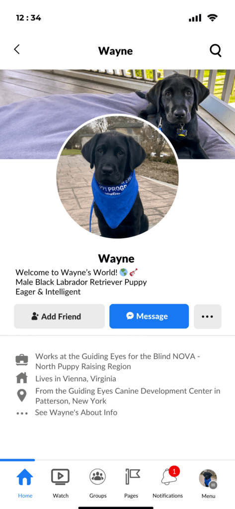 Screenshot of a Facebook profile of Wayne, a young male black Labrador Retriever puppy. Wayne's banner image shows him nestled in a dog bed on a porch, his gaze sleepy yet endearing as he looks towards the camera. In the profile picture, Wayne sits on a brick path, wearing a Guiding Eyes bandana, his expression radiating happiness and contentment as he looks directly at the camera. Bio: Welcome to Wayne’s World! Eager and intelligent. About: Works at the Guiding Eyes for the Blind NOVA-North Puppy Raising Region. Lives in Vienna, Virginia, From the Guiding Eyes Canine Development Center in Patterson, New York.