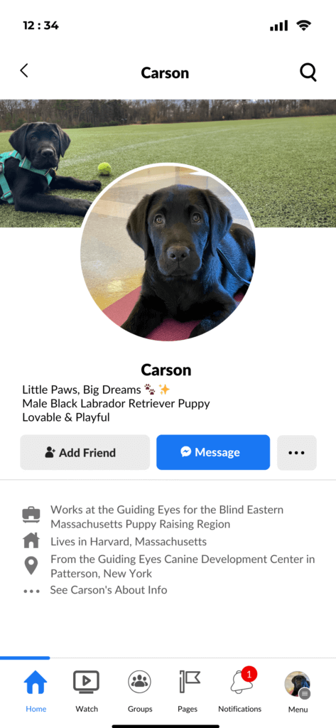 Screenshot of a Facebook profile of Carson, a young male black Labrador Retriever puppy. The banner image features Carson reclining on a lush green sports field, with a bright yellow tennis ball resting beside him. In the profile picture, Carson is depicted lying down, gazing earnestly at the camera. Bio: Little paws, big dreams. Loveable and Playful. About: Works at the Guiding Eyes for the Blind Eastern Massachusetts Puppy Raising Region. Lives in Harvard, Massachusetts. From the Guiding Eyes Canine Development Center in Patterson, New York.