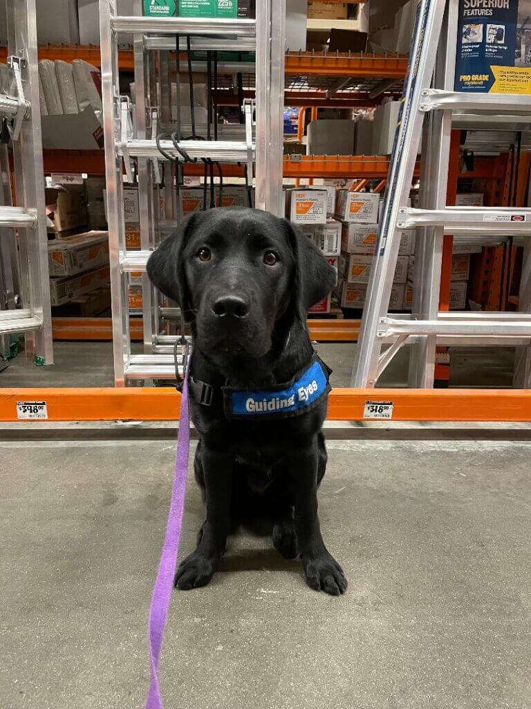 Black Lab pup Laurel sits among ladders at the big box store