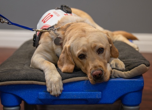 Guide dog Ten is all mellowed out at graduation wearing his "10" harness