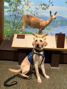 Yolanda poses in her future guide dog jacket at the Museum of Science in front of a white tail deer model