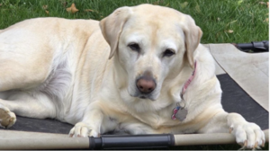 Molly, older yellow Lab lies on a raised dog bed