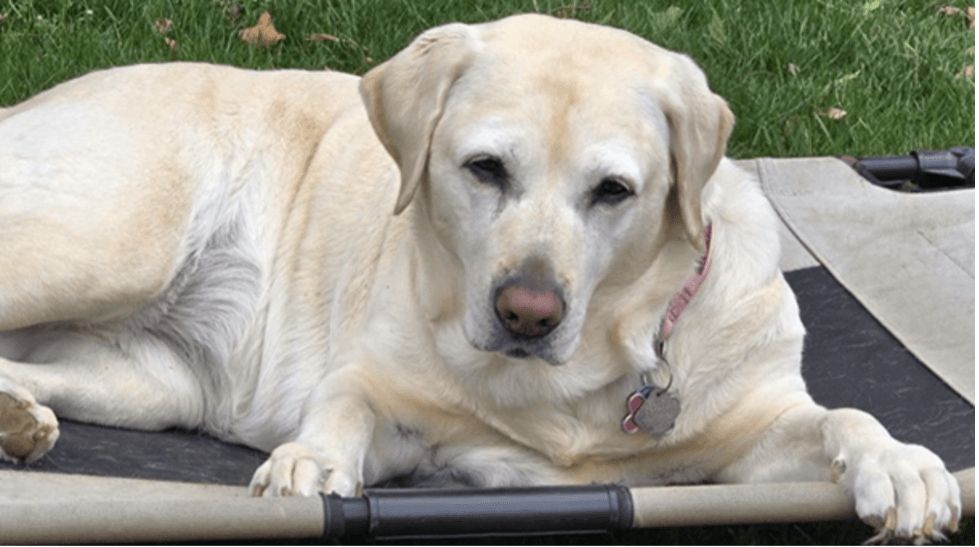 Molly, older yellow Lab lies on a raised dog bed