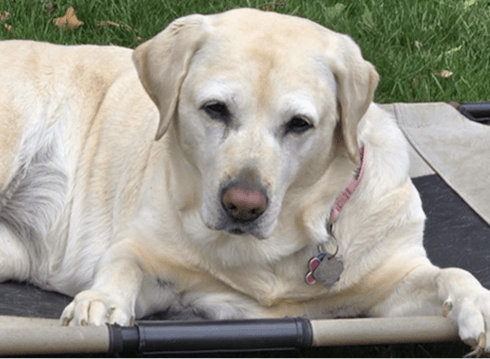 Molly, mature yellow Lab lies outside on a raised dog bed