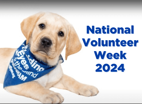 A yellow puppy with an inquisitive look is in a down wearing a blue and white Guiding Eyes bandana and text says National Volunteer Week 2024