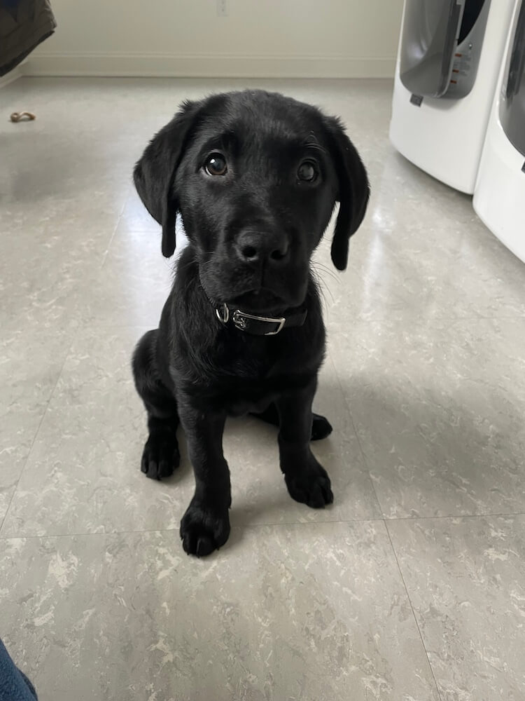 black Lab puppy Izzie on her first day at her raiser home 