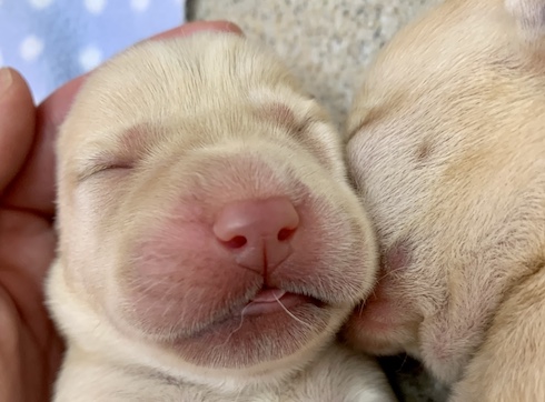 Close up of newborn yellow lab with pink nose and eyes closed sleeps with littermate face snuggled in tight