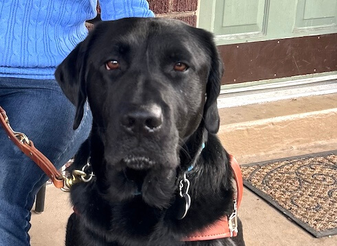 Black guide dog Imus sits in harness (close-up)