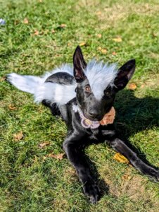 Glynnis as a skunk