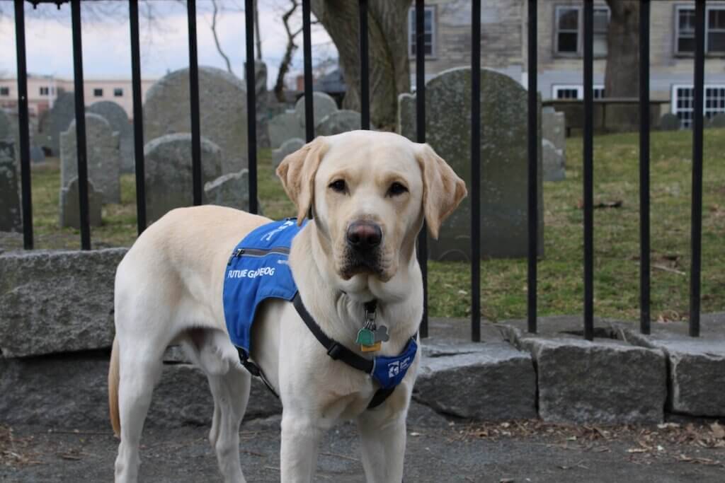Olmstead looks straight at the camera wearing a Future Guide dog vest