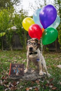 Yeller as young Carl from Up