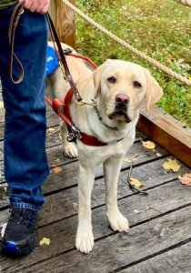 Yellow guide dog Parfait stands on wooden bridge over grass