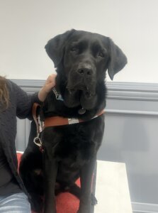 Black Lab guide dog Quarter sits indoors for his portrait (handler out of frame)