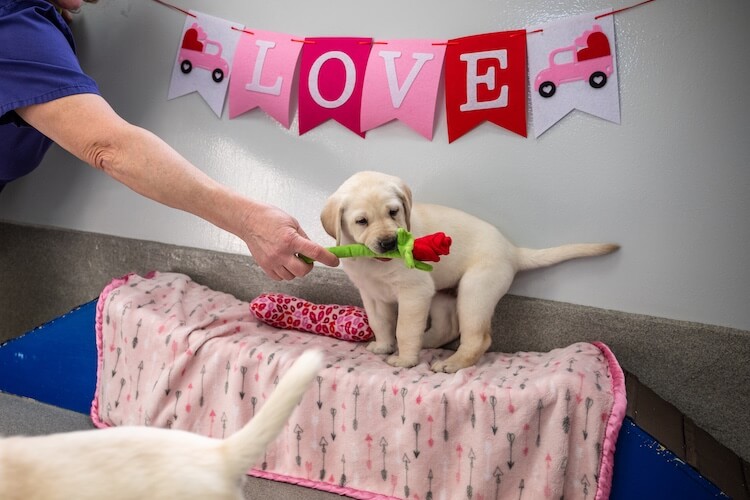 A yellow puppy stands on the platform covered with a pink blanket and holds in its mouth the plush rose a person is handing to him. Over head is a red pink and white LOVE banner