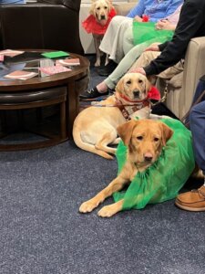 Three yellow labs lie at the feet of their handlers at the Superbowl party wearing red and green accessories.