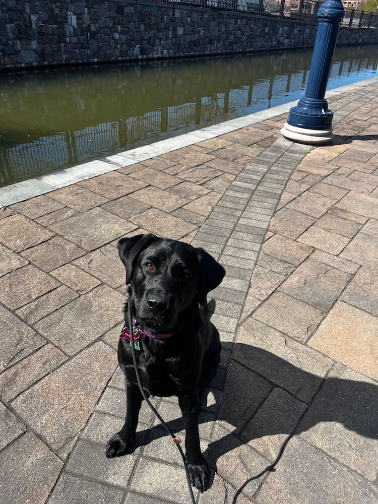 Pup Enid sits on the patterned paving stones next to a canal in the sunshine