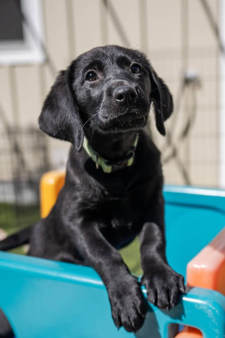 Black Lab puppy Jelly Bean stands inside of a blue plastic yard toy with her paws on the edge as she appears quite interested in something beyond the shot