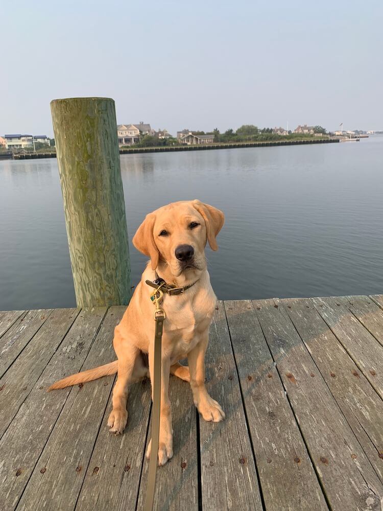 Yellow pup Hopkins sits on a pier with a large post and body of water behind him
