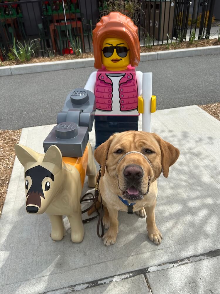 Hopkins happily sits in front of a lego woman with sunglasses and a guide dog