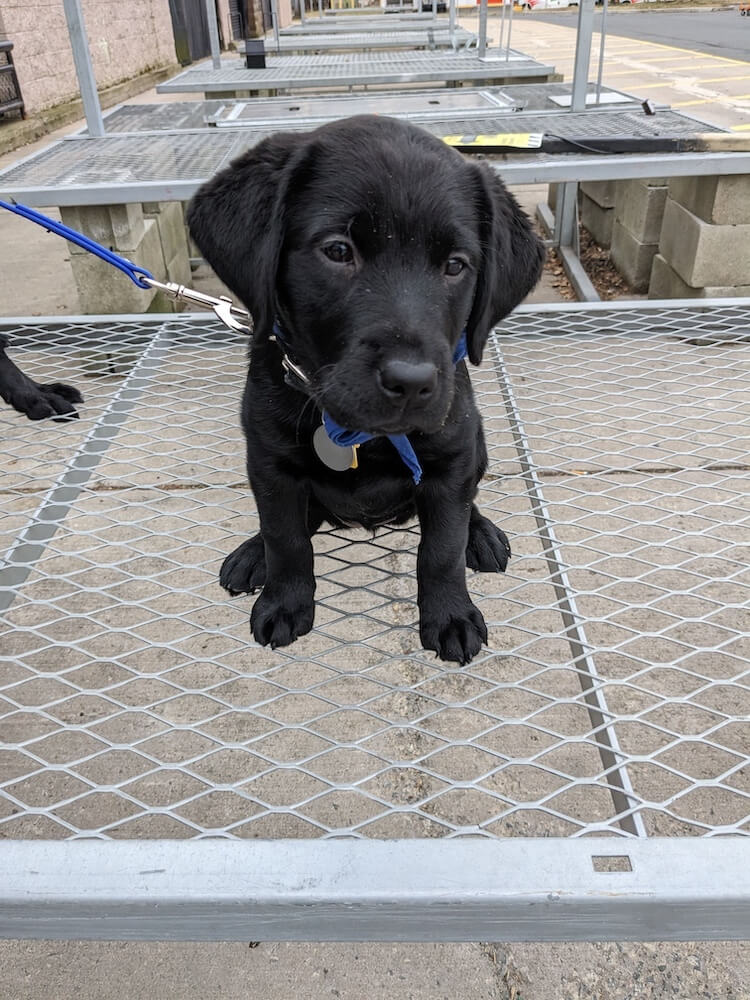 Black puppy Satya sits bravely but cautiously on an open wire shelf at a garden center