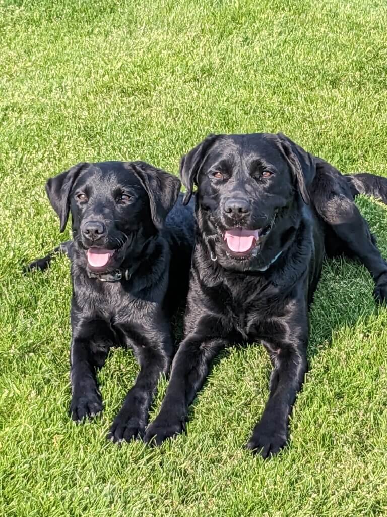 Pup Satya in a down on bright green grass with black Lab Okemo her mother with whom she was raised
