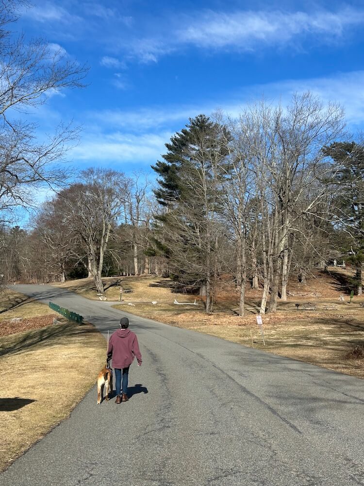 Up ahead from a distance is Cindy and guide Hank walking on a wide paved trail near grounds with leafless trees and evergreens