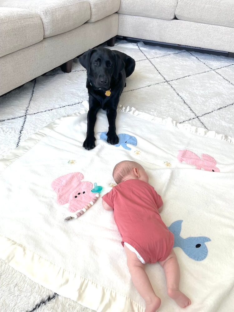 Pup Indra lies protectively with front paws on a blanket where an infant in pink lies sleeping peacefully