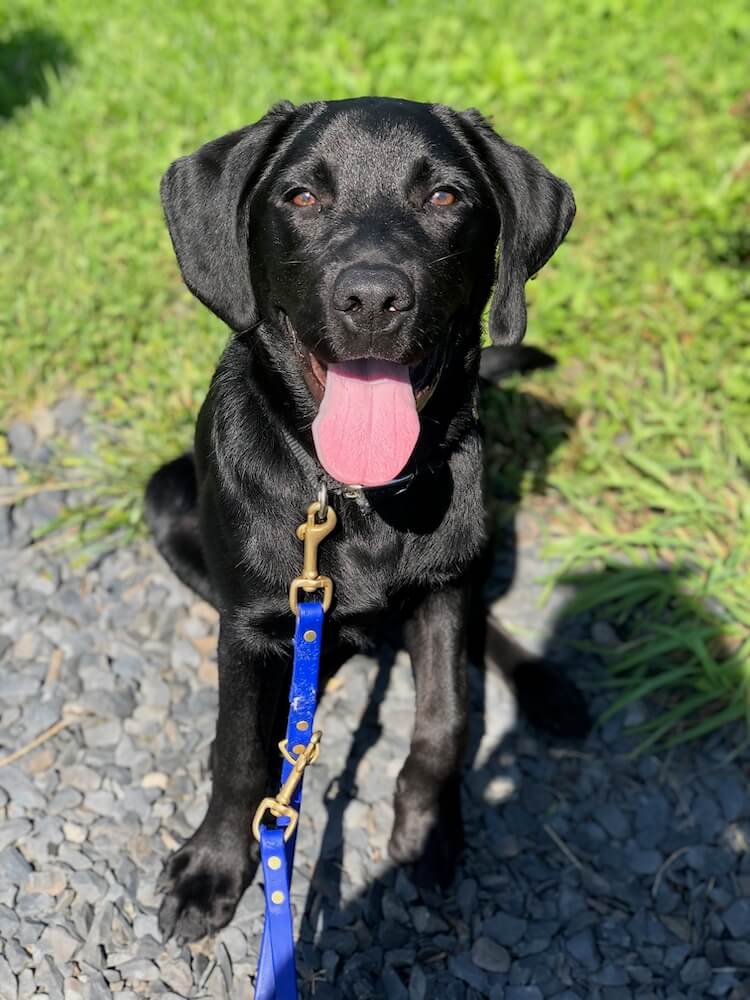 A very happy black Lab in sunshine, Jessie looks to the camera with tongue out