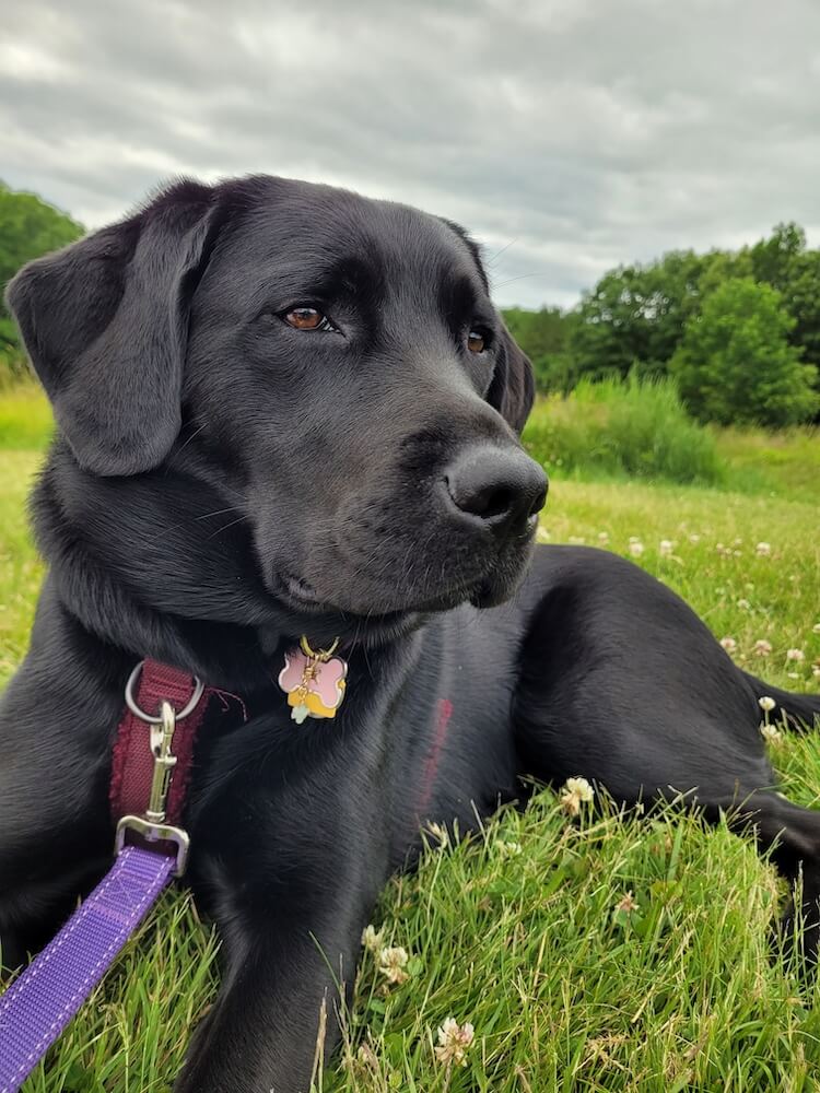 Black lab on program Jessie looks serene and beautiful against a background of green field and trees