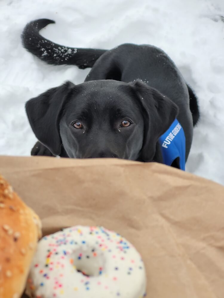 Her Future Guide Dog jacket barely visible Jessie peeks just beyond the edge of brown paper holding donuts above her head