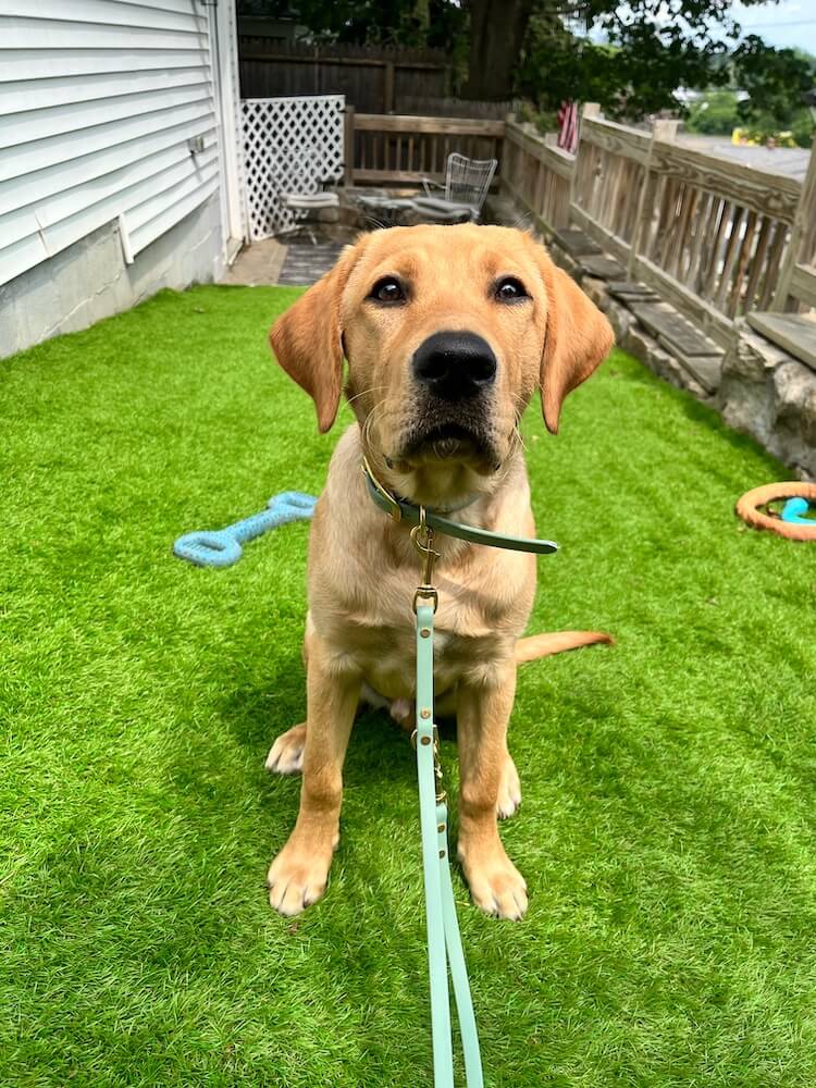 Yellow Lab and pup on program Hank plays on a grassy area next to a house leading to an enclosed patio