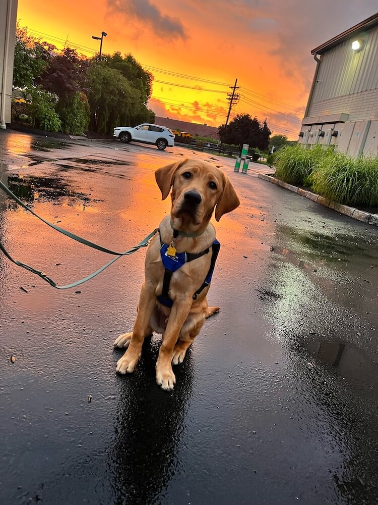 Pup Hank has a serious face as he wears his Future Guide Dog jacket and poses against a backdrop of a dramatic yellow and orange sunset