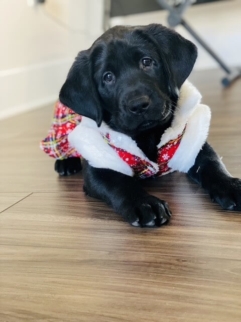 Little black puppy Omari lies on a hardwood floor wrapped in a red print and white fuzzy holiday coat and tilts head with adorable expression