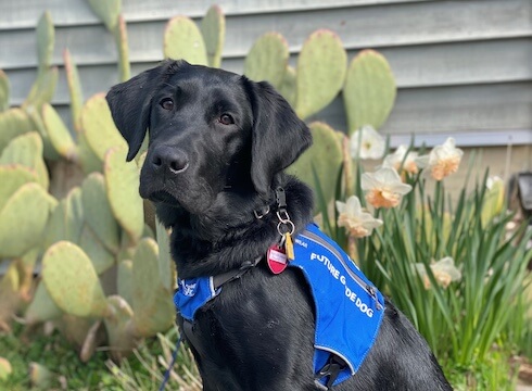 Black Lab Omari in a Future Guide Dog jacket, sits in a sunny garden area against a building with pale daffodils and plantings behind her