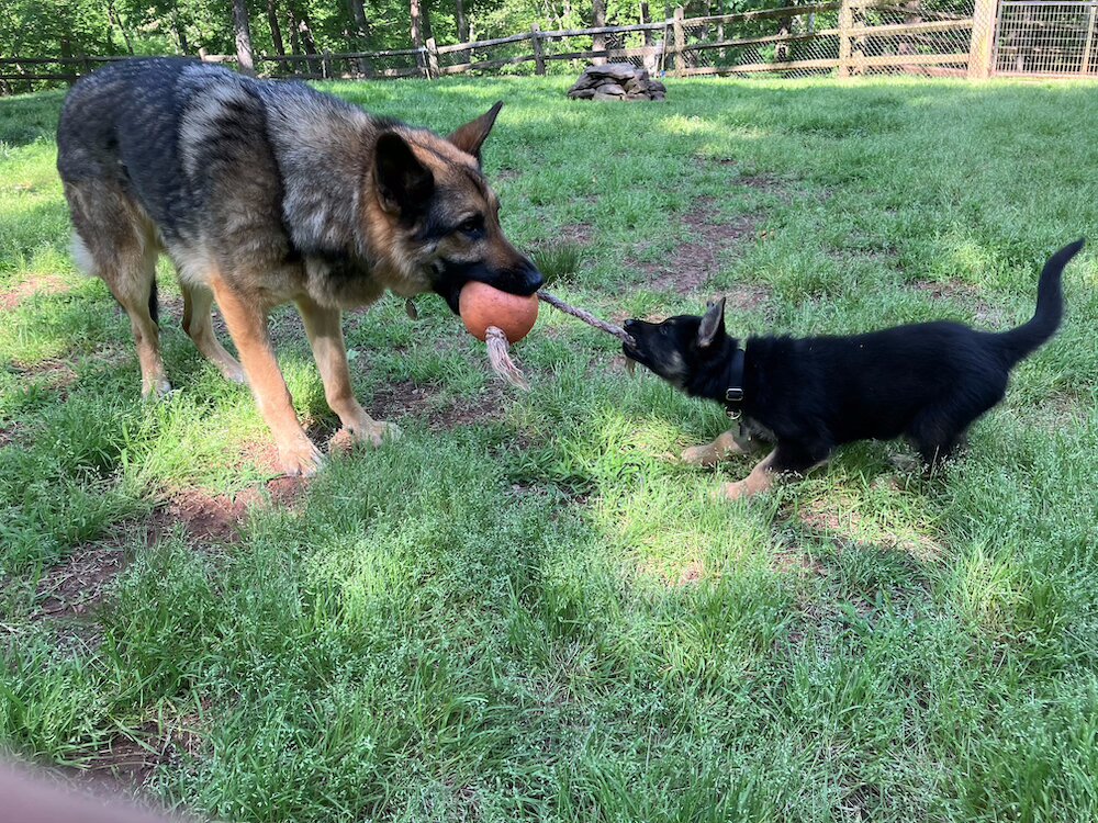 Young German Shepherd Wonder tugs on a toy held by an older German Shepherd, both focused and playful in the yard