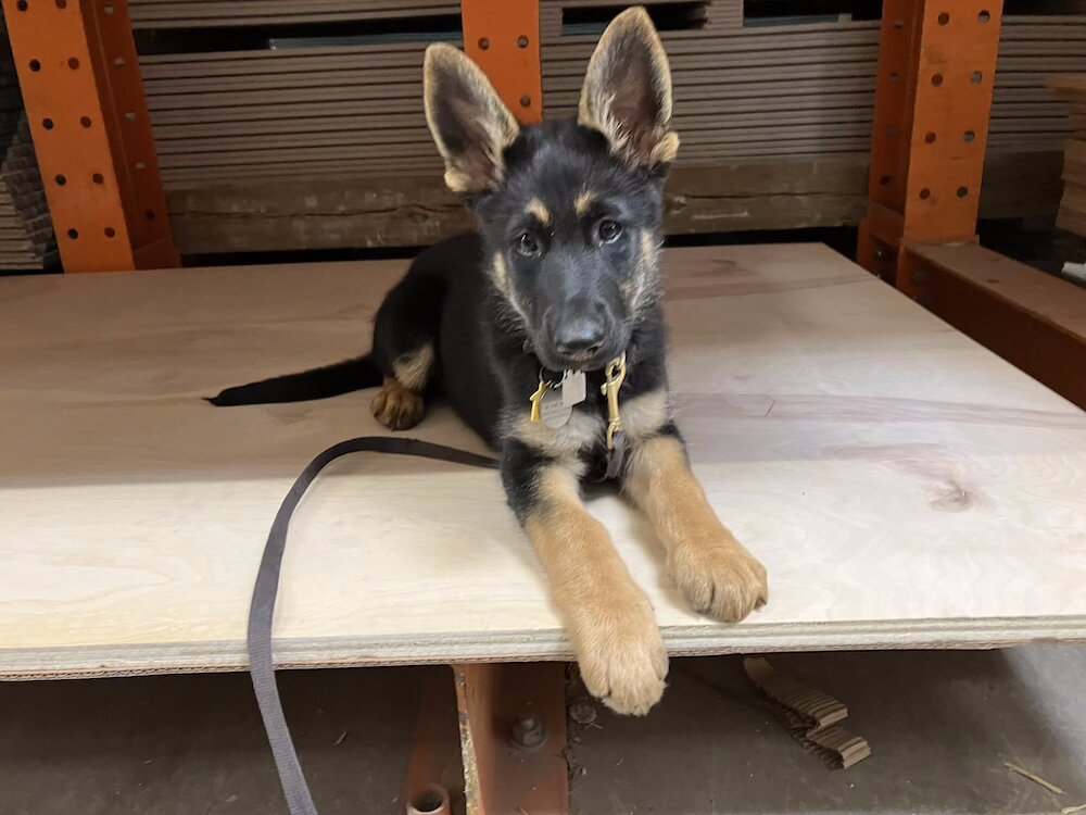 GS pup Wonder in a down on an elevated sheet of thick plywood with ears up straight