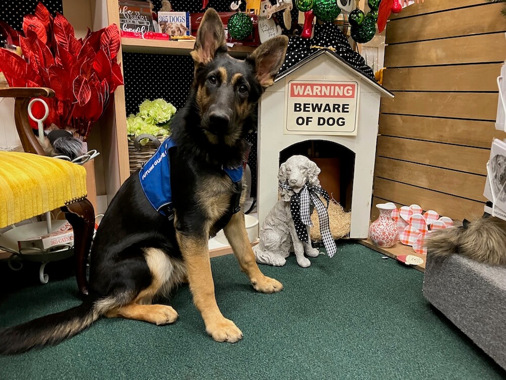 Older pup on program Wonder in Future Guide Dog jacket sits in a gift shop display of whimsical dog themed items like a small dog house with beware of dog sign
