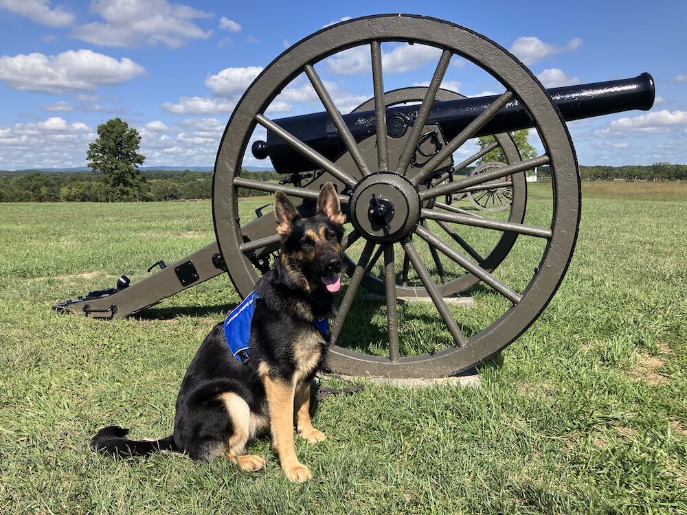 Wonder in Future Guide Dog jacket sits next to a mounted cannon on a historical battlefield