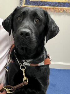 Zara, a black Lab guide dog, is seen sitting for her team portrait (handler out of shot)