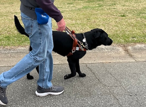 Black Lab Zara guides her handler (only lower body on camera) down sidewalk as seen from their right