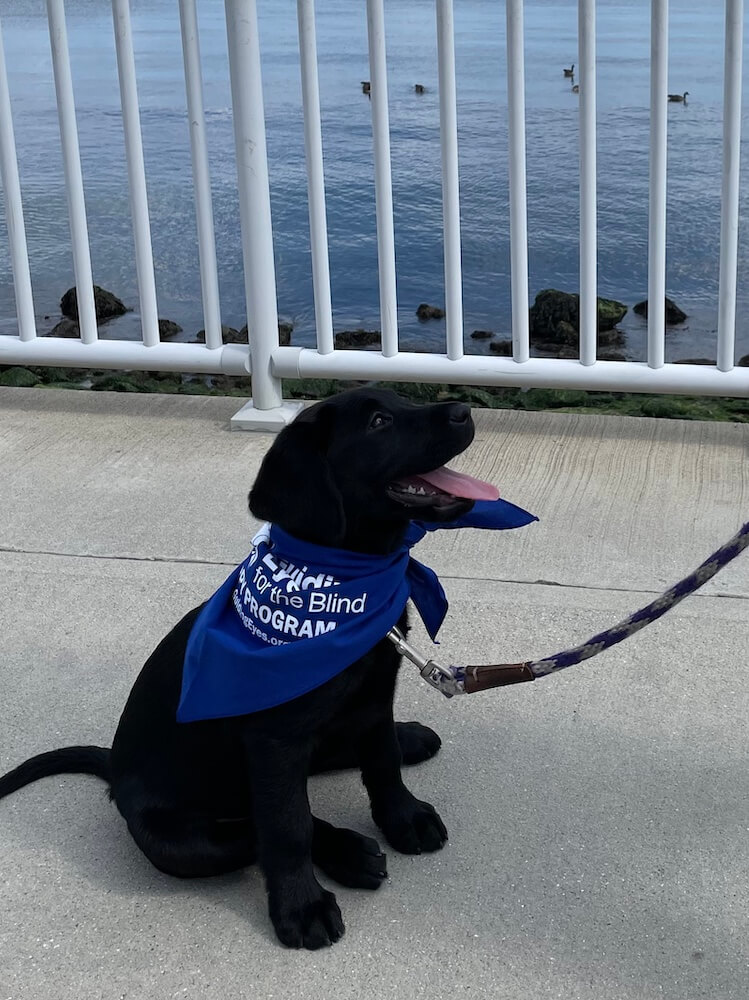 Black puppy Jackie sits on a concrete platform that looks out to the ducks in the ocean and sits with a happy expression