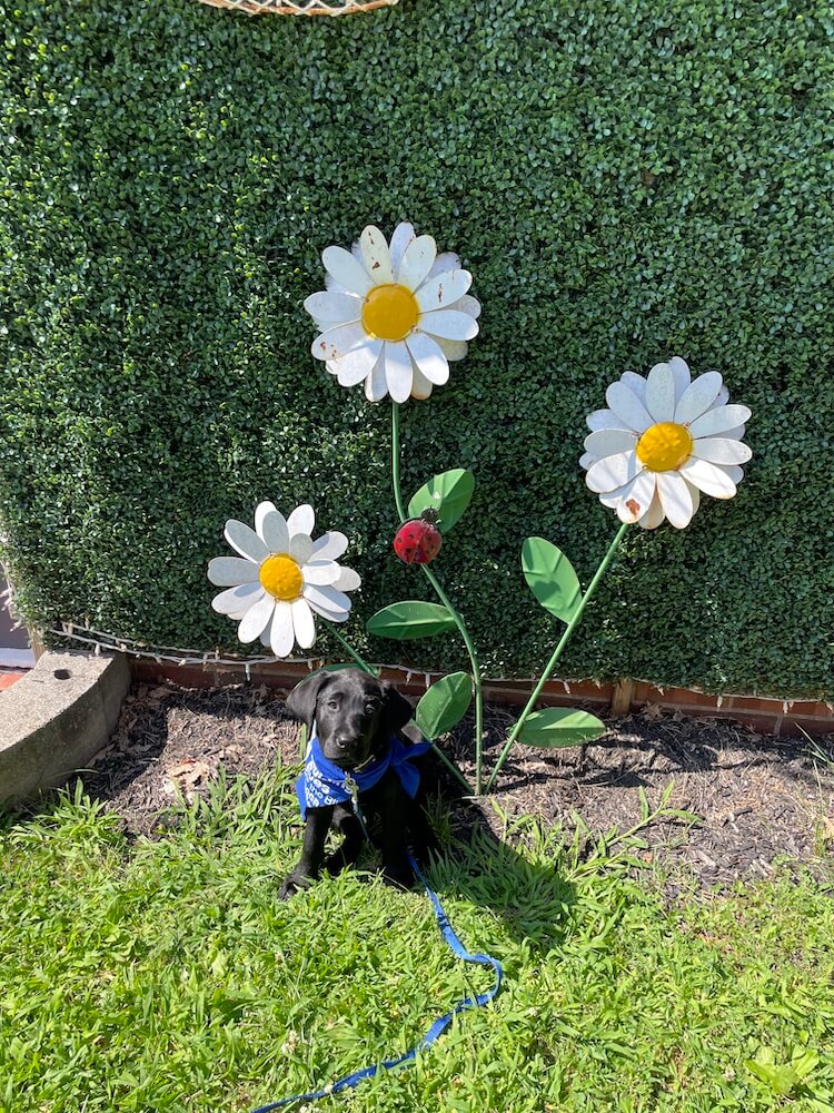 Little black puppy Jackie is dwarfed by the average sized metal garden ornament she sits next to.