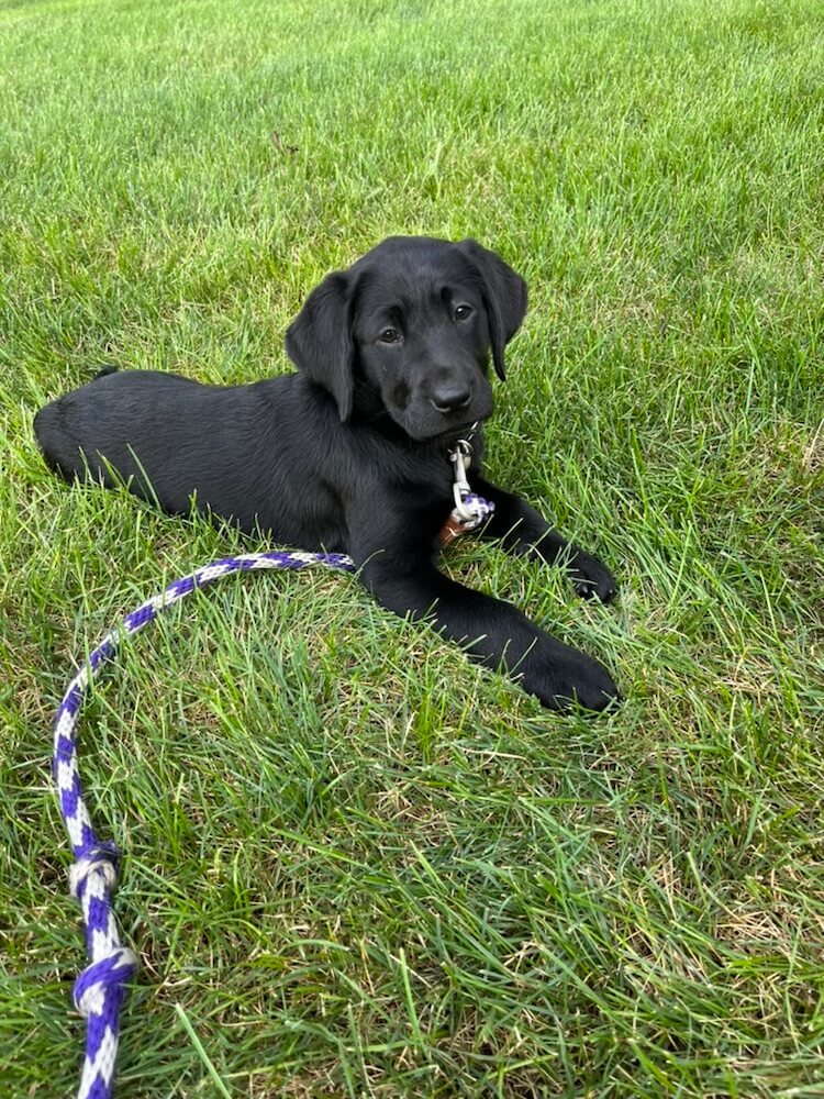 Black Lab puppy Jackie is in a down position in the grass looking sweetly towards the camera