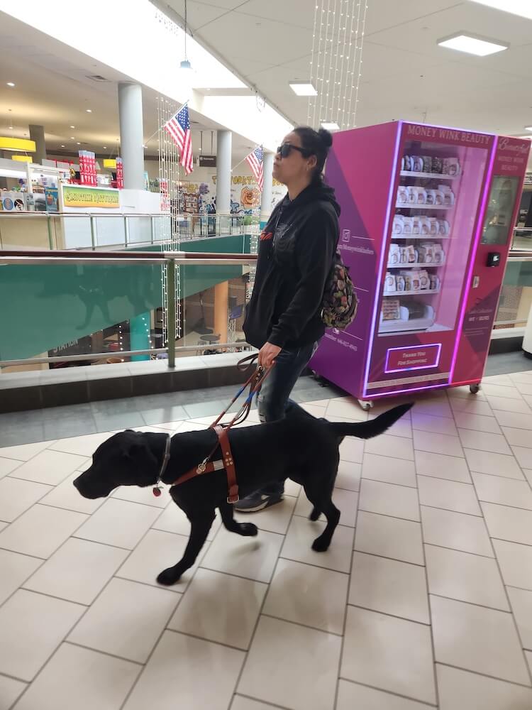 Floss walks confidently past obstacles in a mall with guide dog Neil