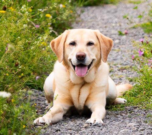 An older yellow Guiding Eyes dog with her tongue appearing to smile lies on a stone path surrounded by tall wild flowers on either side