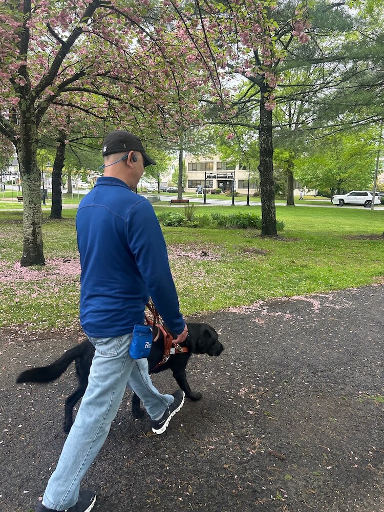 Allen and Rex walk quickly along a paved path with many pink fallen petals from nearby trees