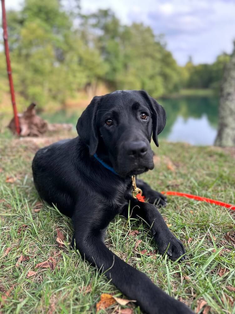 Black Lab pup Rex lies in grass with a pond and trees in the background