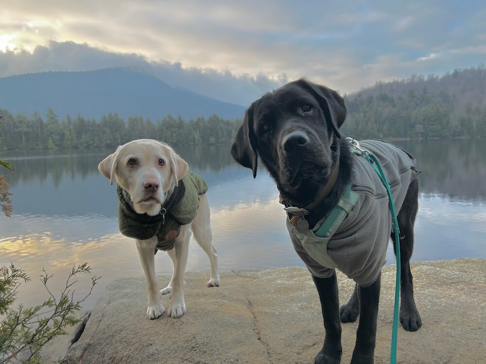 Black Lab pup Rex towers over smaller yellow dog as they stand on a rock by a scenic lake 